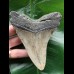12.2 cm dagger-shaped Megalodon tooth 12.2 cm dagger-shaped Megalodon tooth