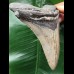 12.2 cm dagger-shaped Megalodon tooth 12.2 cm dagger-shaped Megalodon tooth
