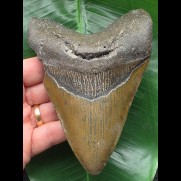 13.0 cm brown Megalodon tooth with massive root