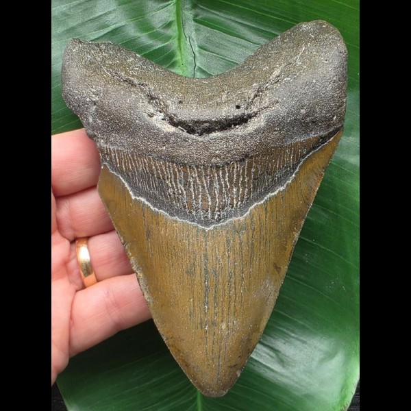 13.0 cm brown Megalodon tooth with massive root 13.0 cm brown Megalodon tooth with massive root