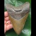 13.0 cm brown Megalodon tooth with massive root 13.0 cm brown Megalodon tooth with massive root