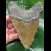 13.0 cm brown Megalodon tooth with massive root 13.0 cm brown Megalodon tooth with massive root
