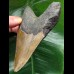13.0 cm brown Megalodon tooth with massive root 13.0 cm brown Megalodon tooth with massive root