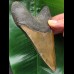 13.0 cm brown Megalodon tooth with massive root 13.0 cm brown Megalodon tooth with massive root