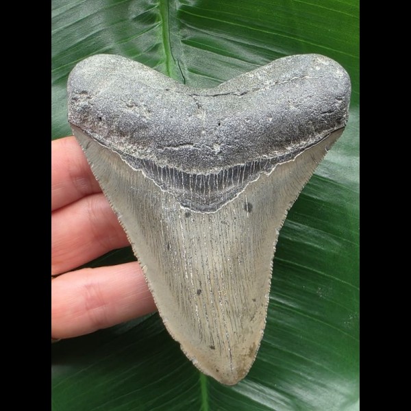 10.3 cm light grey Megalodon tooth