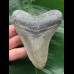 10.3 cm light grey Megalodon tooth