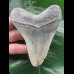 10.3 cm light grey Megalodon tooth