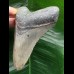 10.3 cm light grey Megalodon tooth