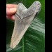 10.3 cm light grey Megalodon tooth