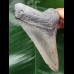 10.3 cm light grey Megalodon tooth