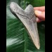 10.3 cm light grey Megalodon tooth