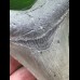 10.3 cm light grey Megalodon tooth