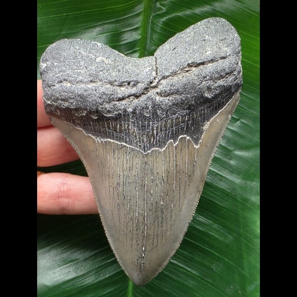 11.9 cm light grey Megalodon tooth