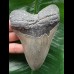 11.9 cm light grey Megalodon tooth