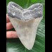 11.9 cm light grey Megalodon tooth