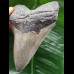 11.9 cm light grey Megalodon tooth