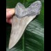 11.9 cm light grey Megalodon tooth