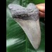 11.9 cm light grey Megalodon tooth