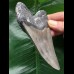 11.9 cm light grey Megalodon tooth