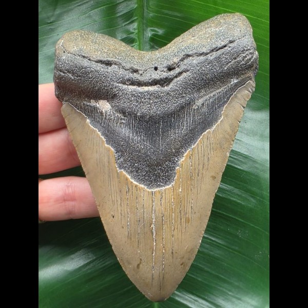 12.4 cm grey-brown Megalodon tooth 12.4 cm grey-brown Megalodon tooth