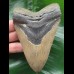 12.4 cm grey-brown Megalodon tooth 12.4 cm grey-brown Megalodon tooth