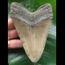12.4 cm grey-brown Megalodon tooth 12.4 cm grey-brown Megalodon tooth