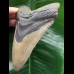 12.4 cm grey-brown Megalodon tooth 12.4 cm grey-brown Megalodon tooth