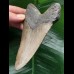 12.4 cm grey-brown Megalodon tooth 12.4 cm grey-brown Megalodon tooth
