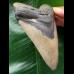 12.4 cm grey-brown Megalodon tooth 12.4 cm grey-brown Megalodon tooth