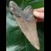 12.4 cm grey-brown Megalodon tooth 12.4 cm grey-brown Megalodon tooth