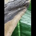 12.4 cm grey-brown Megalodon tooth 12.4 cm grey-brown Megalodon tooth