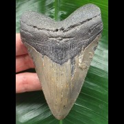 10.7 cm dark grey Megalodon tooth