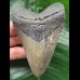 10.7 cm dark grey Megalodon tooth