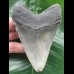 10.7 cm dark grey Megalodon tooth
