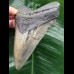 10.7 cm dark grey Megalodon tooth