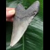 10.7 cm dark grey Megalodon tooth