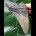 10.7 cm dark grey Megalodon tooth