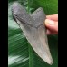 10.7 cm dark grey Megalodon tooth