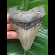 10.8 cm dagger-shaped Megalodon tooth