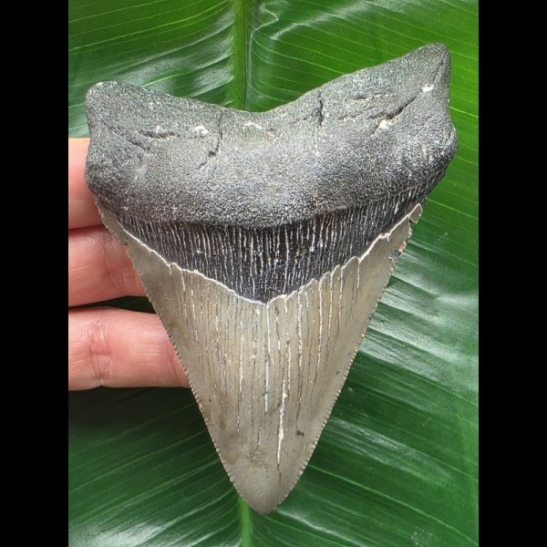 10.8 cm dagger-shaped Megalodon tooth
