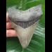 10.8 cm dagger-shaped Megalodon tooth