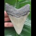 10.8 cm dagger-shaped Megalodon tooth