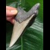 10.8 cm dagger-shaped Megalodon tooth