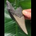 10.8 cm dagger-shaped Megalodon tooth