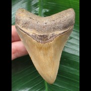 9.0 cm brown Megalodon tooth