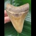 9.0 cm brown Megalodon tooth