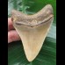 9.0 cm brown Megalodon tooth