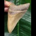 9.0 cm brown Megalodon tooth