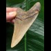 9.0 cm brown Megalodon tooth