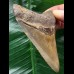 9.0 cm brown Megalodon tooth